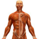 Muscular System—Serie GPS Ciencias Naturales (Editorial Grupo Macmillan – Argentina 2013)