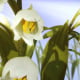 3D lily of the valley