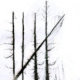 Robin Wood „Bäume“