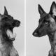 Malinois