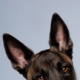 Malinois