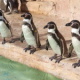 Pinguine Marineland Mallorca