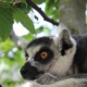 Lemur 2 Vogelpark Marlow