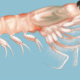 Krill