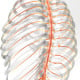 medizinische Illustration Rückenmark