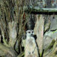 Erdmännchen Tierpark Greifswald