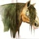 Horse Watercolour 72dpi