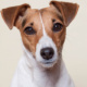 Kiki – Jack Russel