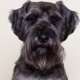 Winnie – Schnauzer Salz/Pfeffer