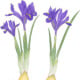 Netzblatt-Iris, Netzblatt-Schwertlilie