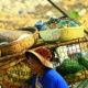 vietnamese woman with a chicken