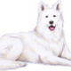 weißer Schäferhund für ein Websitebanner