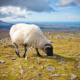 Croagh Patrick