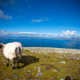 Croagh Patrick