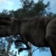 T-Rex
