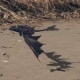 Drachen