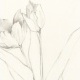 tulip studie