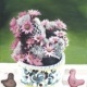 Kaktusblüten, Öl a. Lw., 60×50 cm, 2005