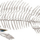 Skeleton Fish