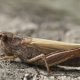 Heuschrecke