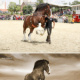 Making Of Shire Horse