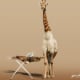 Bügeltag bei Giraffes