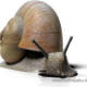 3D Schnecke