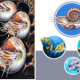 Nautilus, Amonit, Meeresbewohner…