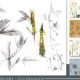 1. HERBARIUM