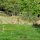 Idylle im Wald, so aber wohl eher ein Märchen (Fotomontage als Schaubild)