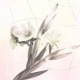 pastel flowers /für LC