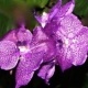 Orchidee, violett