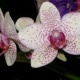 Orchidee, gespunktet