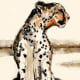 Gepard