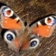 Eyes of the Butterfly