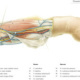 Dissection arm