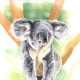 Koalabär, Aquarell und Buntstift auf Papier