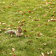 Eichhörnchen in London