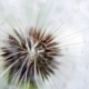 Pusteblume