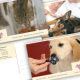 Tierklinik Walluf – Flyer und Postkarten