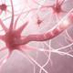 Nervenzellen, Synapsen und Neuronen