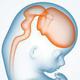 Entwicklungsphasen des Gehirns während der Schwangerschaft und nach der Geburt.
