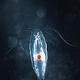 Plankton | TiefenWerft