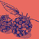 Illustration „blackberries“