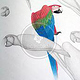 papagei [close up]| farbstiftzeichnung