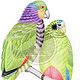 twosome parrots [close up]| farbstiftzeichnung