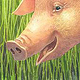 Illustration zu „Das Kleine Schweinchen“