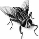 Animal Studies – Fliege