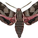StripedHawkMoth