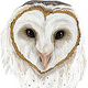 WhiteBarnOwl
